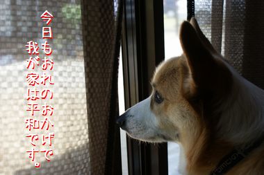 ++嗚呼、短足動物園++