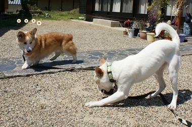 ++嗚呼、短足動物園++