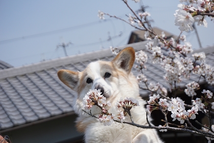 040603