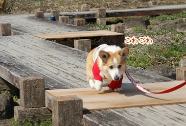 ++嗚呼、短足動物園++