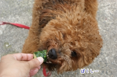 ++嗚呼、短足動物園++