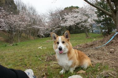 ++嗚呼、短足動物園++