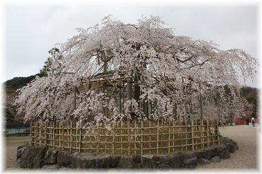 ++嗚呼、短足動物園++