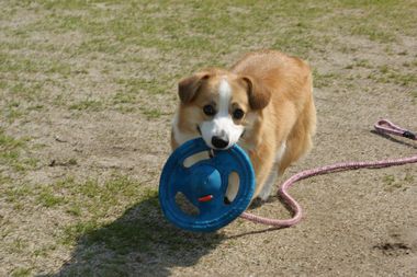 ++嗚呼、短足動物園++