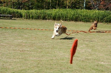 ++嗚呼、短足動物園++