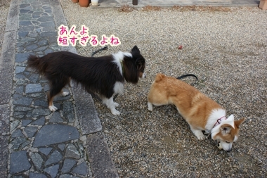 ++嗚呼、短足動物園++