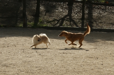 ++嗚呼、短足動物園++