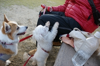 ++嗚呼、短足動物園++