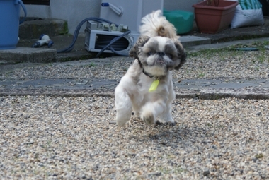 ++嗚呼、短足動物園++