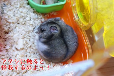 ++嗚呼、短足動物園++