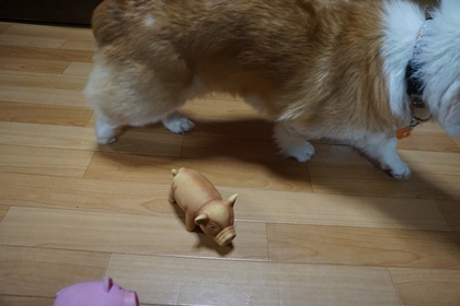 おやぶー こぶー 嗚呼 短足動物園 Powered By ライブドアブログ