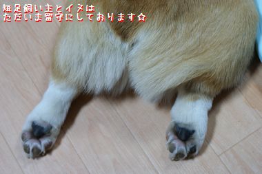 ++嗚呼、短足動物園++