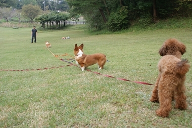 ++嗚呼、短足動物園++