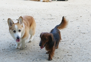 ++嗚呼、短足動物園++