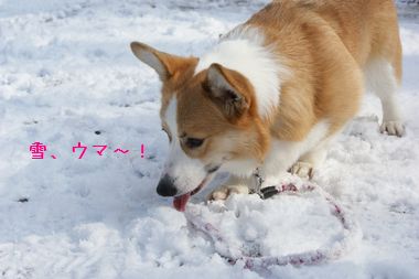 ++嗚呼、短足動物園++