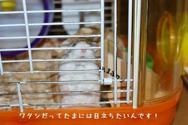 ++嗚呼、短足動物園++