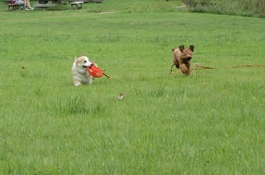 ++嗚呼、短足動物園++