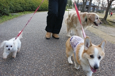 ++嗚呼、短足動物園++