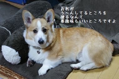 ++嗚呼、短足動物園++