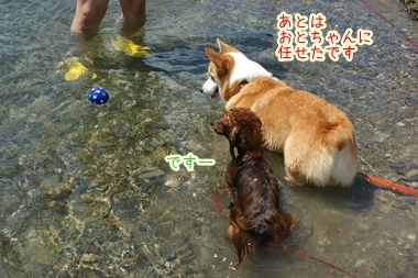 ++嗚呼、短足動物園++