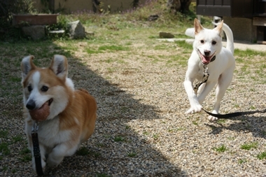 ++嗚呼、短足動物園++