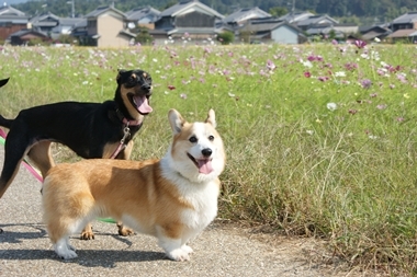 ++嗚呼、短足動物園++