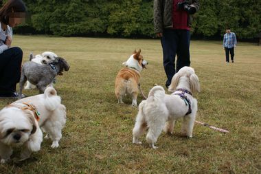 ++嗚呼、短足動物園++