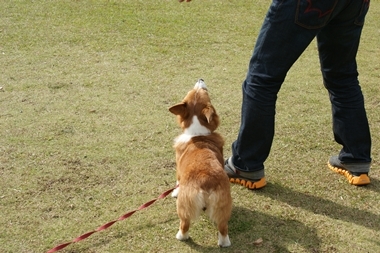 ++嗚呼、短足動物園++