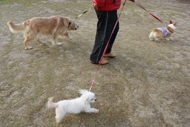 ++嗚呼、短足動物園++