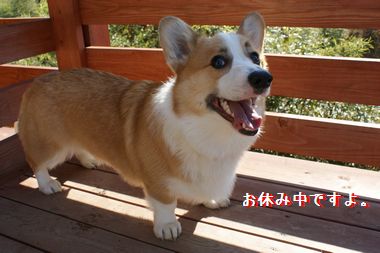 ++嗚呼、短足動物園++