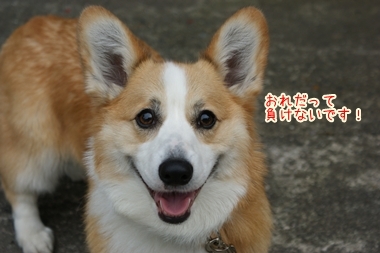 ++嗚呼、短足動物園++