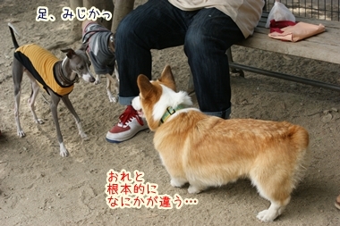 ++嗚呼、短足動物園++