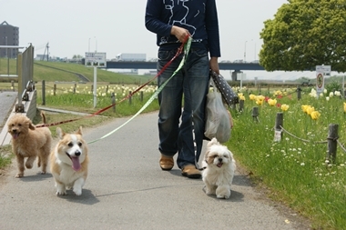 ++嗚呼、短足動物園++