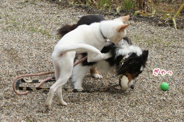 ++嗚呼、短足動物園++