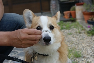 ++嗚呼、短足動物園++