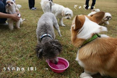 ++嗚呼、短足動物園++