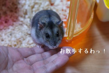 ++嗚呼、短足動物園++