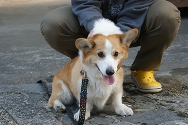 ++嗚呼、短足動物園++