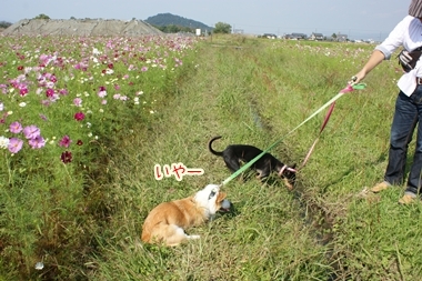 ++嗚呼、短足動物園++