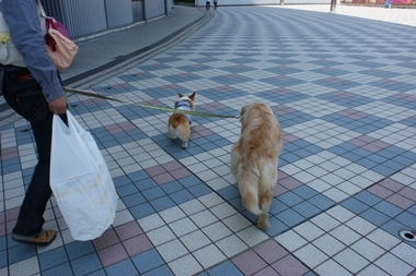 ++嗚呼、短足動物園++