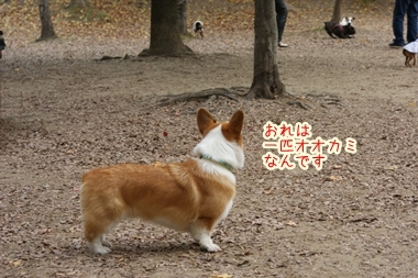 ++嗚呼、短足動物園++