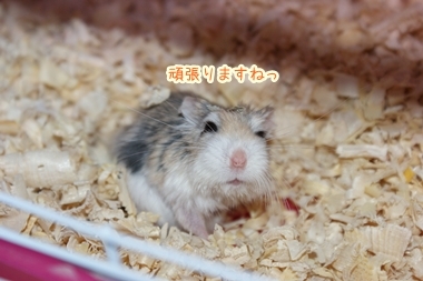 ++嗚呼、短足動物園++