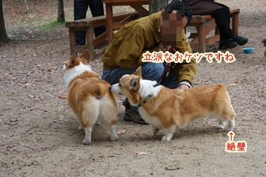 ++嗚呼、短足動物園++