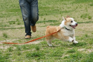 ++嗚呼、短足動物園++