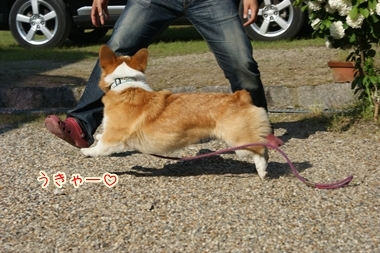 ++嗚呼、短足動物園++