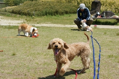 ++嗚呼、短足動物園++