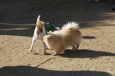 ++嗚呼、短足動物園++