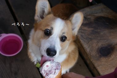 ++嗚呼、短足動物園++