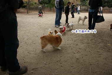 ++嗚呼、短足動物園++