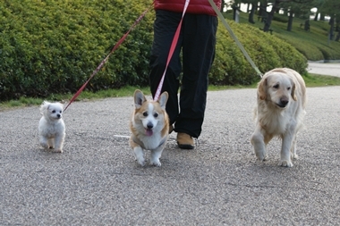 ++嗚呼、短足動物園++